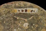 Fossil Orthoceras & Goniatite Round Plate - Stoneware #140078-1